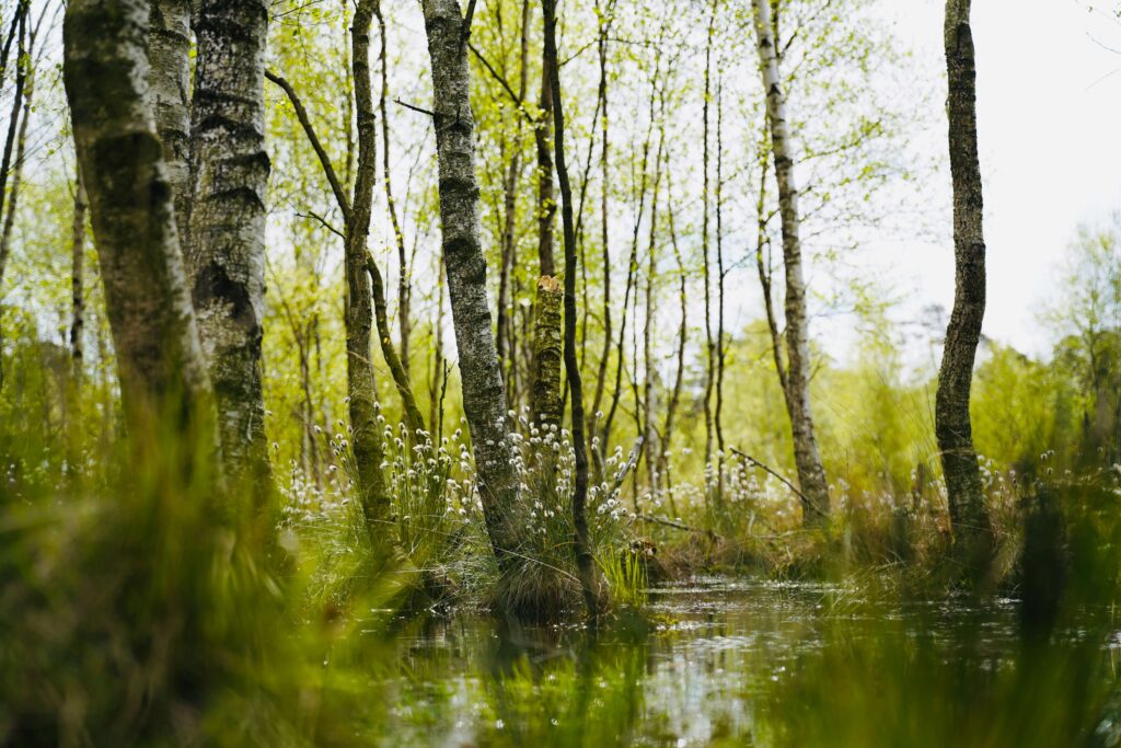 Marshy Woods With White Flowers